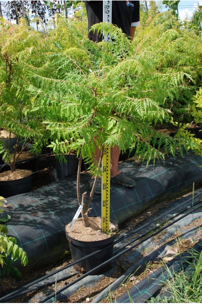 Сумах пухнастий / оленерогий Діссекта - 12л/вис.100-120см/Ø35-45см